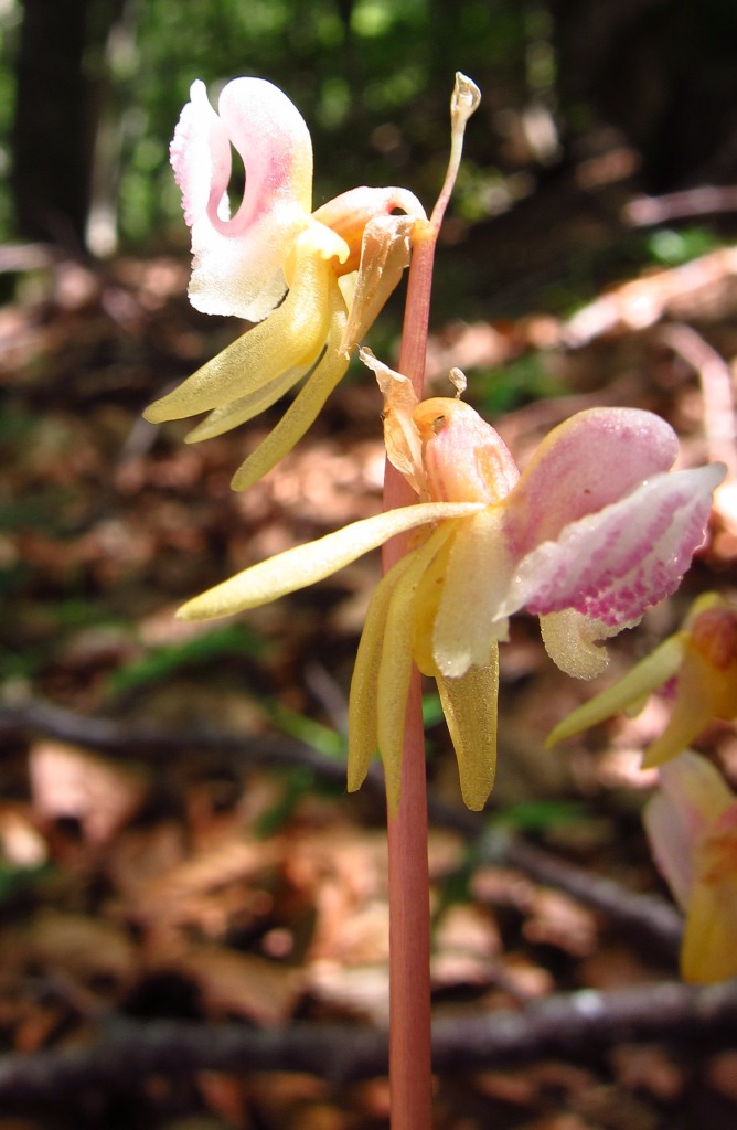 Epipogium aphyllum